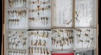 Coenagrionidae 1