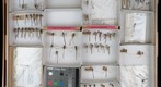 Coenagrionidae 2