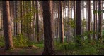 Pine forest near Cohasset, Minnesota