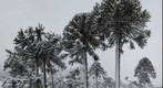 Araucaria forest