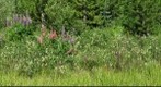 Colorado Wildflowers