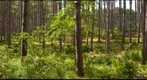 Pine forest near Cohasset, Minnesota