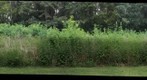 Kings Landing Meadow