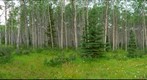 Aspen forest, Pyramid Lake, Jasper National Park, Alberta