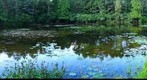 Reflection Pond, SpringHill, Evart, Michigan