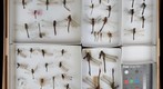 Odonata Receiving 2