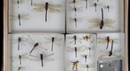 Odonata Receiving 5
