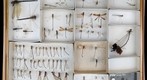 Odonata Receiving 7
