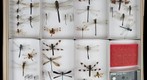 Odonata Receiving 8