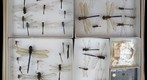 Odonata Receiving 10