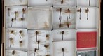 Gomphidae 2