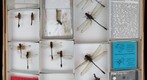 Gomphidae 3