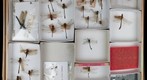Gomphidae 4