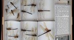 Aeshnidae 2