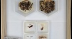 Alcohol Specimens 2