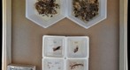 Alcohol Specimens 1