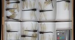 Aeshnidae 5