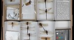 Corduliidae 3