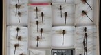 Corduliidae 4