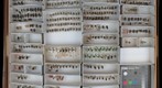 Sarcophagidae 2