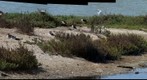 110818 UCSB west lagoon shorebirds