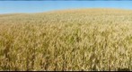 Wheat