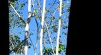 Secondary Forest