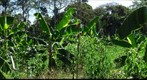 Banana Field in Southeastern Peru