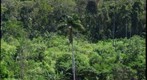 Primary and Secondary Forest