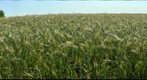 Rye
