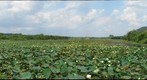 Green Bottom WMA
