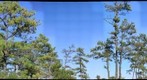 Trees Point Lookout