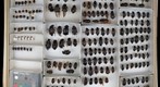 Agyrtidae &amp; Silphidae 1