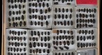 Silphidae 2