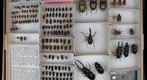 Lucanidae 5