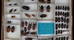 Lucanidae 6