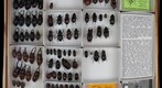 Lucanidae Receiving 2