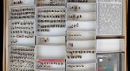 Muscidae 2