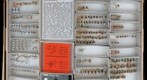Lonchaeidae &amp; Otitidae 1
