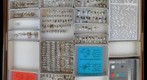 Otitidae 3