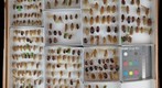 Blattellidae 2