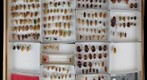 Blattellidae 3