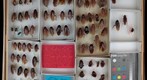 Blattidae 2