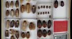 Blaberidae 1