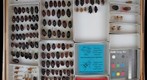 Cryptoceridae &amp; Polyphagidae