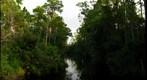 The Canal to Brick Lake, Osceola County, Florida