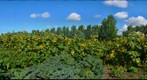 Sunflower Gardens, St. Albert, Alberta
