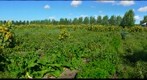 Sunflower Gardens, St. Albert, #2