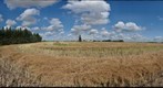 Canola swaths, St. Albert, Alberta