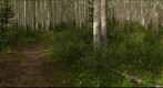 Aspen forest, Jasper, Alberta